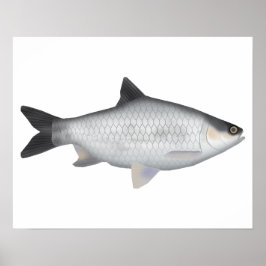 Olive Barb ポスター