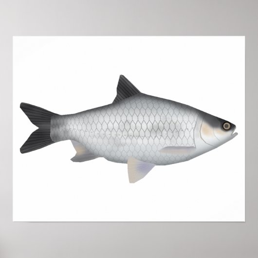 Olive Barb ポスター (正面)