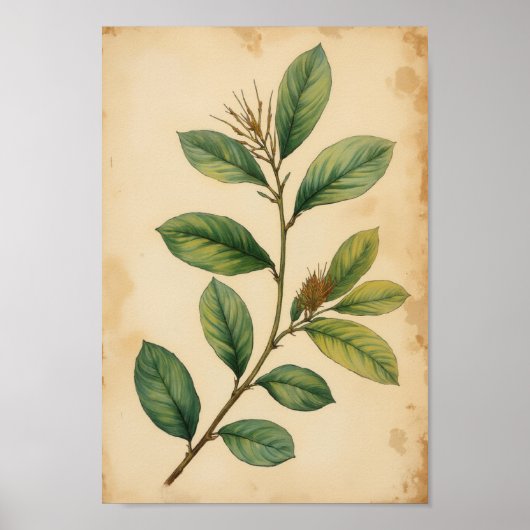 Olive Green Botanical Antique Leaf Wall Art ポスター (正面)