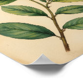 Olive Green Botanical Antique Leaf Wall Art ポスター (角)