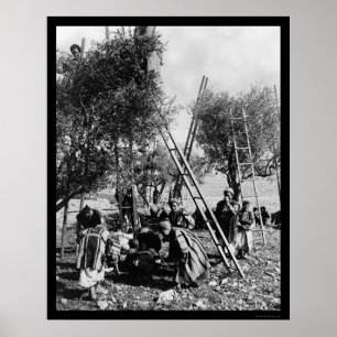 Olive Harvest Palestine 1886 ポスター