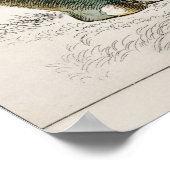 Oliver Goldsmithによるサイ ポスター (角)