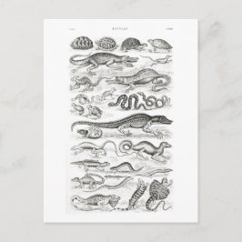Oliver Goldsmithによる爬虫類 – ヴィンテージ・アート ポストカード