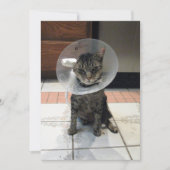 Oliver The Cats Cone of恥ずかしさのFlat Get Well Card カード (正面)