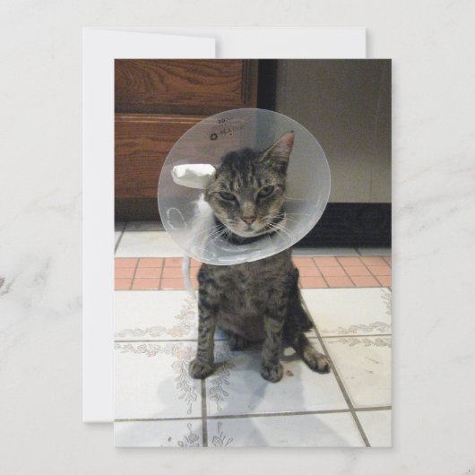 Oliver The Cats Cone of恥ずかしさのFlat Get Well Card カード (正面)