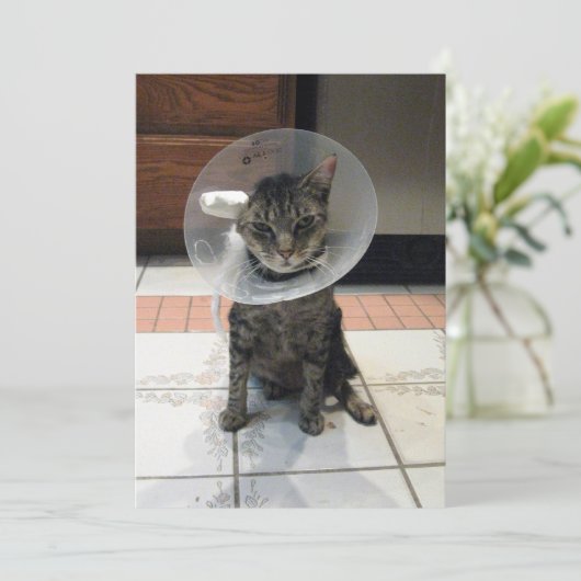 Oliver The Cats Cone of恥ずかしさのFlat Get Well Card カード (スタンド正面)