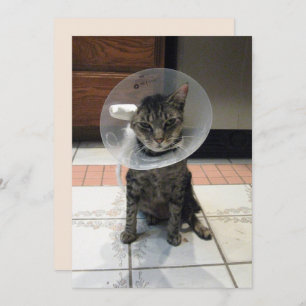 Oliver The Cats Cone of恥ずかしさのFlat Get Well Card カード