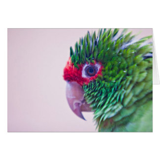 Ollantaytamboのかわいらしい鳥