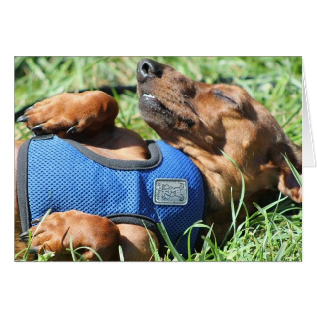 Olli Daschundカード (正面横)