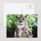 "OLLY "フクロウの郵便はがき ポストカード (正面/裏面)