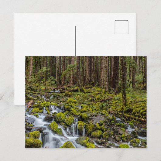 Olympic National Park, Washington State ポストカード (正面/裏面)