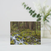 Olympic National Park, Washington State ポストカード (スタンド正面)