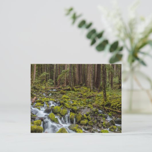 Olympic National Park, Washington State ポストカード (スタンド正面)