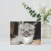 OMG ポストカード (スタンド正面)