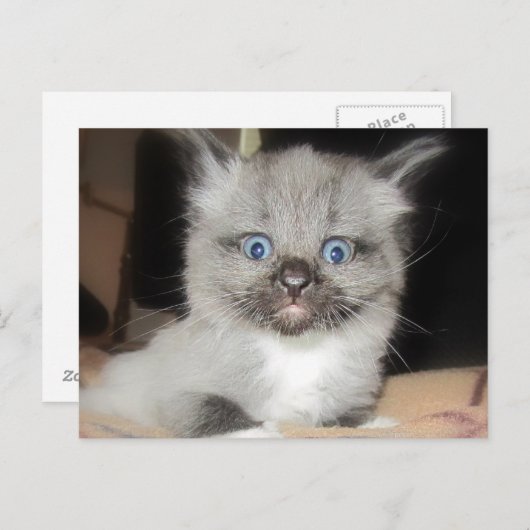 OMG ポストカード (正面/裏面)