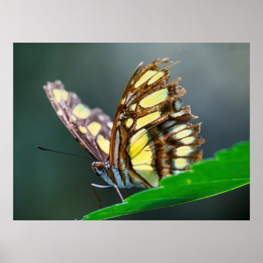 On the Green ポスター (正面)