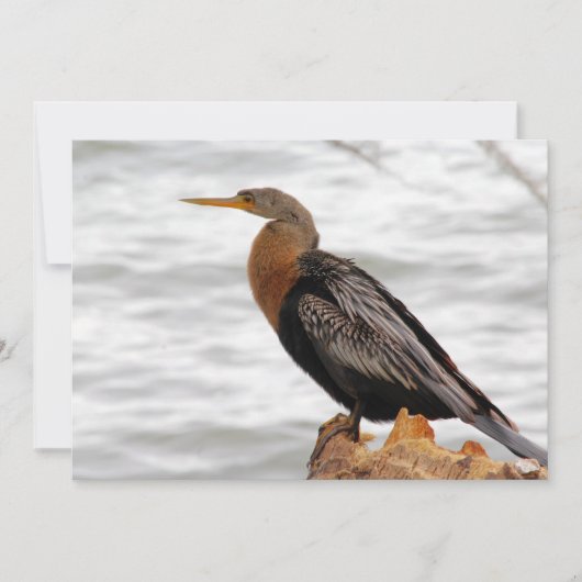 On The Lookout ノートカード (正面)