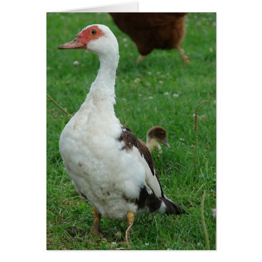 On the Lookout Duckすべての行事 (正面)