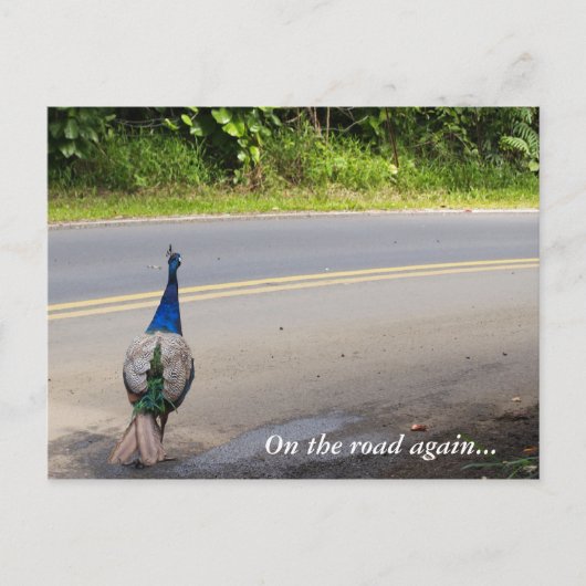 On The Road Again - Maui Peacockはがき ポストカード (正面)