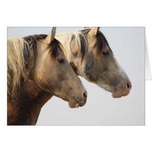 ONAQUI HERDウインタデザートワイルドウマ