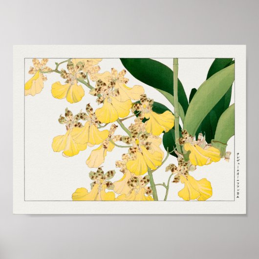 Oncidium by谷上湖南 ポスター (正面)