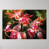 Oncidium Orchid - Eye Candy ポスター (正面)