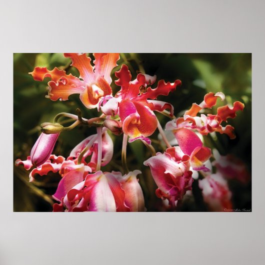 Oncidium Orchid - Eye Candy ポスター (正面)