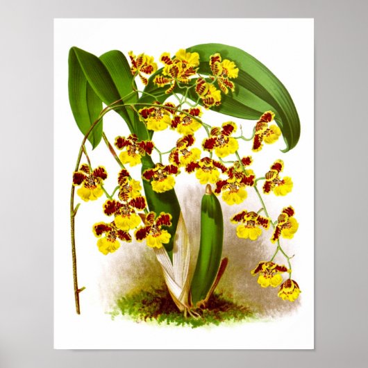 Oncidium Orchid yellow flowers orchid print no. 6 ポスター (正面)