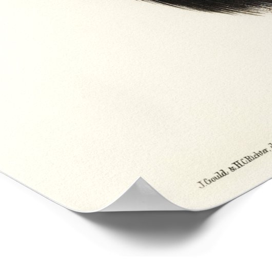 One-carunculated Cassowary by Elizabeth Gould ポスター (角)