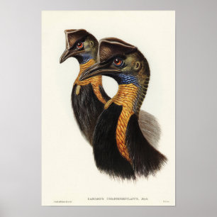 One-carunculated Cassowary by Elizabeth Gould ポスター