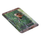 One Elk Looking Back | Rocky Mountains マグネット (右側)