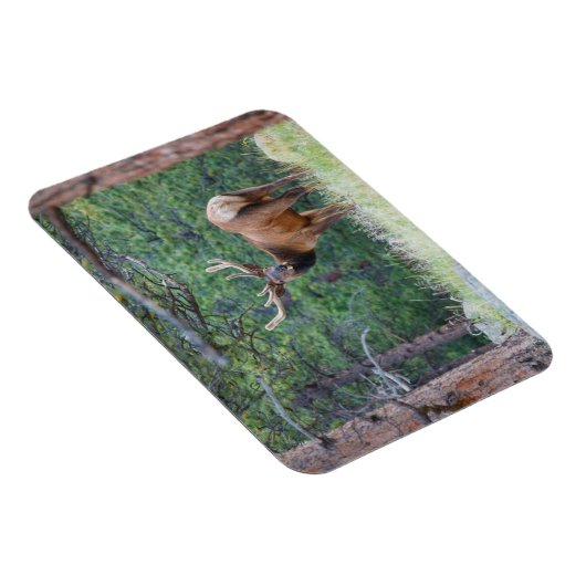 One Elk Looking Back | Rocky Mountains マグネット (右側)