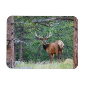 One Elk Looking Back | Rocky Mountains マグネット (横)