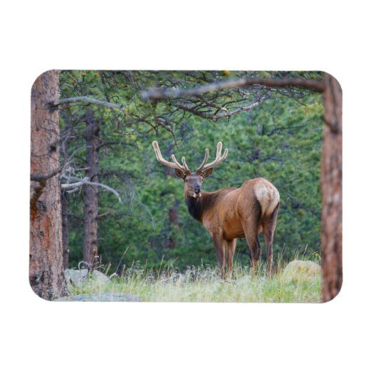 One Elk Looking Back | Rocky Mountains マグネット (横)