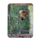 One Elk Looking Back | Rocky Mountains マグネット (縦)