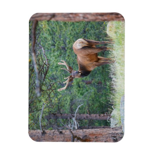 One Elk Looking Back | Rocky Mountains マグネット (縦)