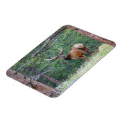 One Elk Looking Back | Rocky Mountains マグネット (左側)