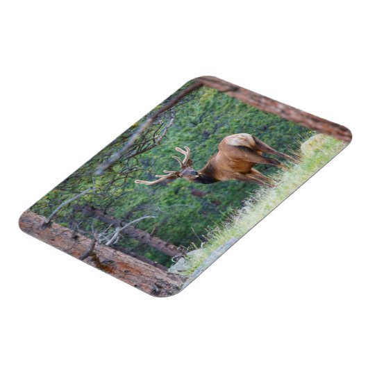 One Elk Looking Back | Rocky Mountains マグネット (左側)