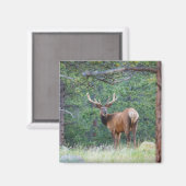 One Elk Looking Back | Rocky Mountains マグネット (正面/裏面)