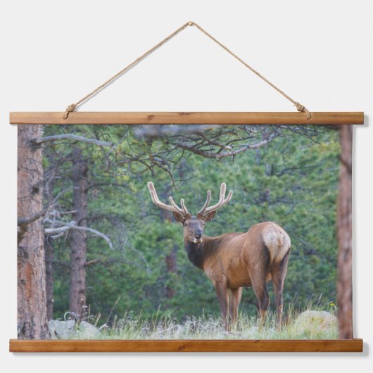 One Elk Looking Back | Rocky Mountains 吊り下げ型タペストリー (正面)