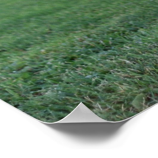 "One Legged Pose", Rooster ポスター (角)