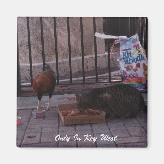 「Only In鍵West」ネコ&ルースターマグネット マグネット (正面)