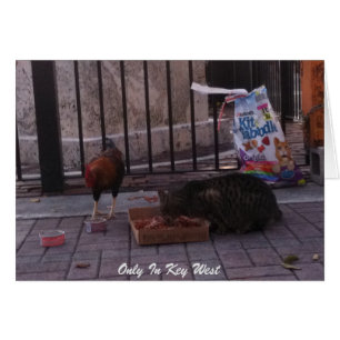 「Only In鍵West」猫と鶏の写真カード