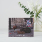 「Only In鍵West」猫&ルースターポストカード ポストカード (スタンド正面)