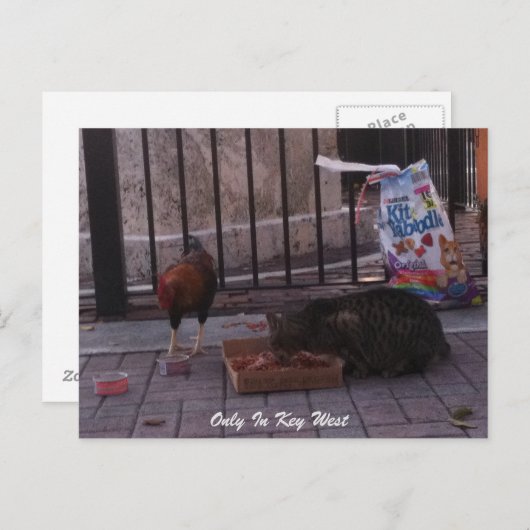 「Only In鍵West」猫&ルースターポストカード ポストカード (正面/裏面)