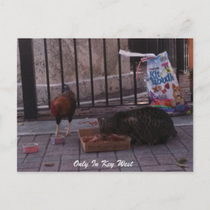 「Only In鍵West」猫&ルースターポストカード ポストカード