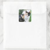 Opera Phantom Cat スクエアシール (バッグ)