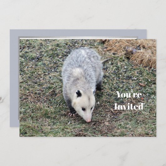 Opossumフォト誕生日 招待状 (正面/裏面)