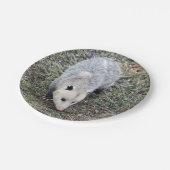 Opossum写真 ペーパープレート (アングル)