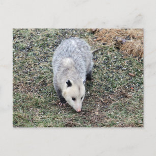 Opossum写真 ポストカード